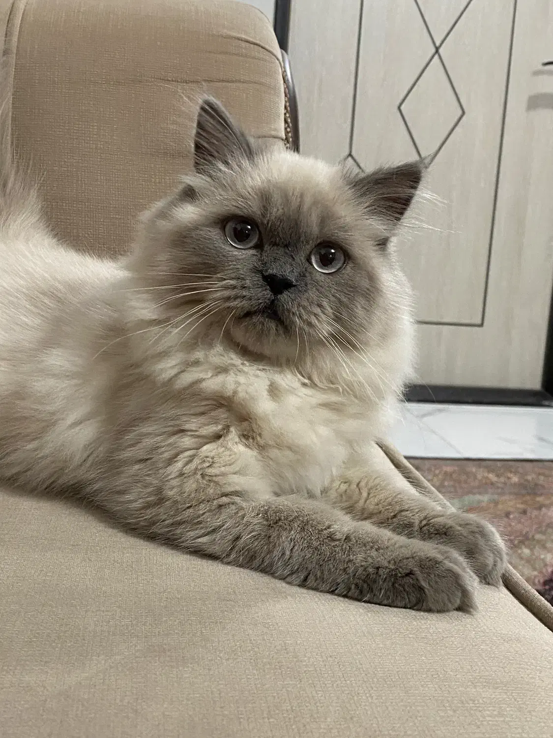 یک عدد گربه نژاد هیمالین  ۵ ماهه|گربه|ماکو, |دیوار