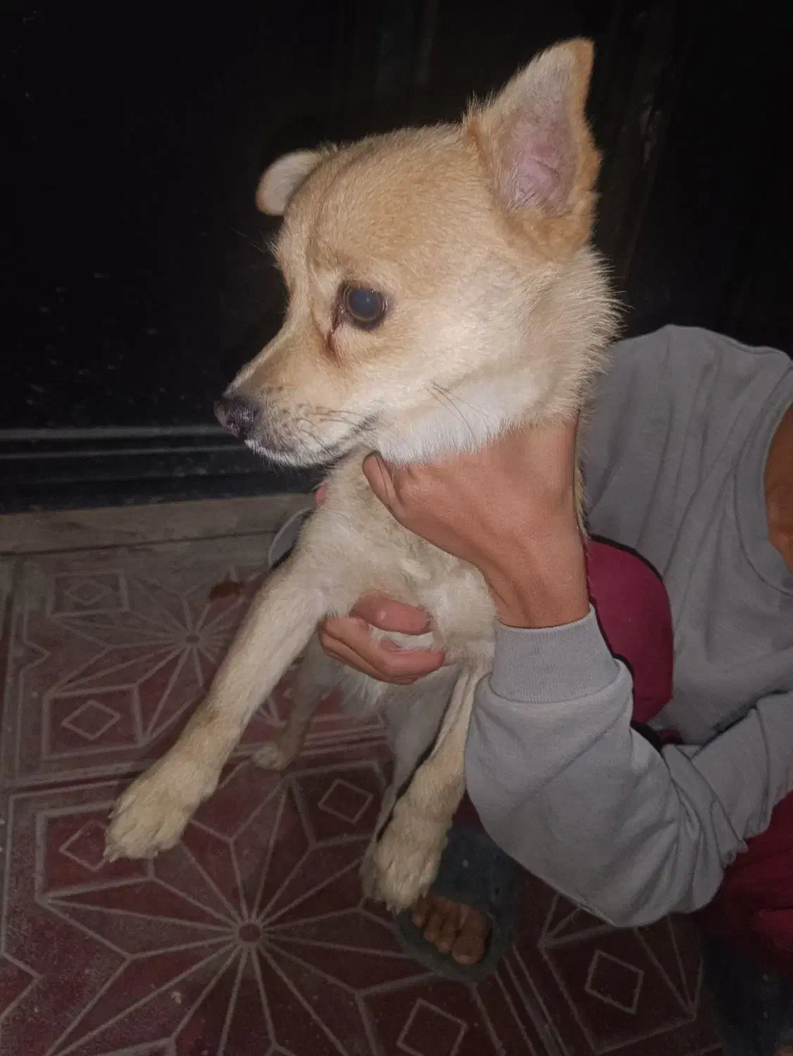 دو عدد سگ کوچولو|سگ|بومهن, |دیوار