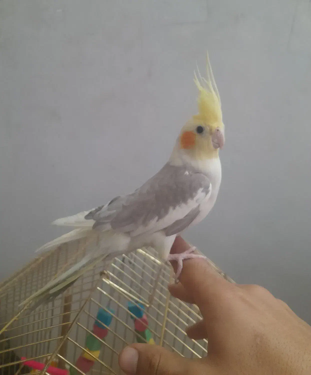 عروس هلندی|پرنده|چناران, |دیوار