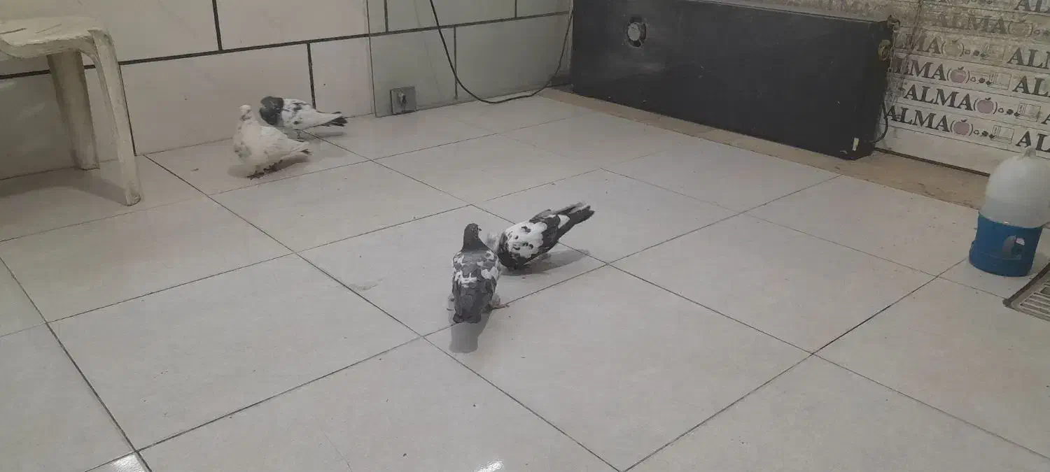 کبوتر|پرنده|محمدشهر, کوی بهار|دیوار