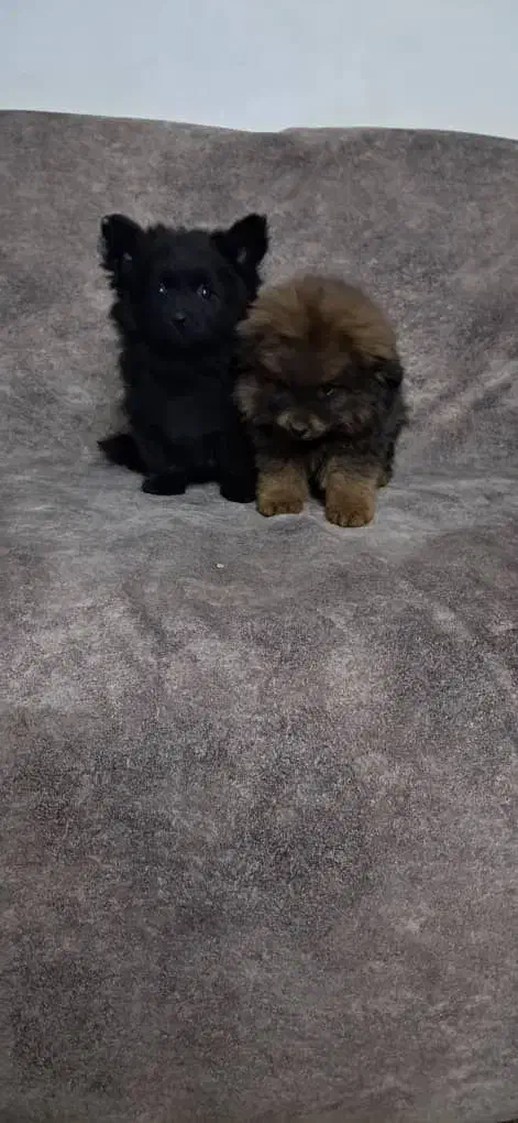 توله پامر|سگ|اصفهان, رهنان|دیوار