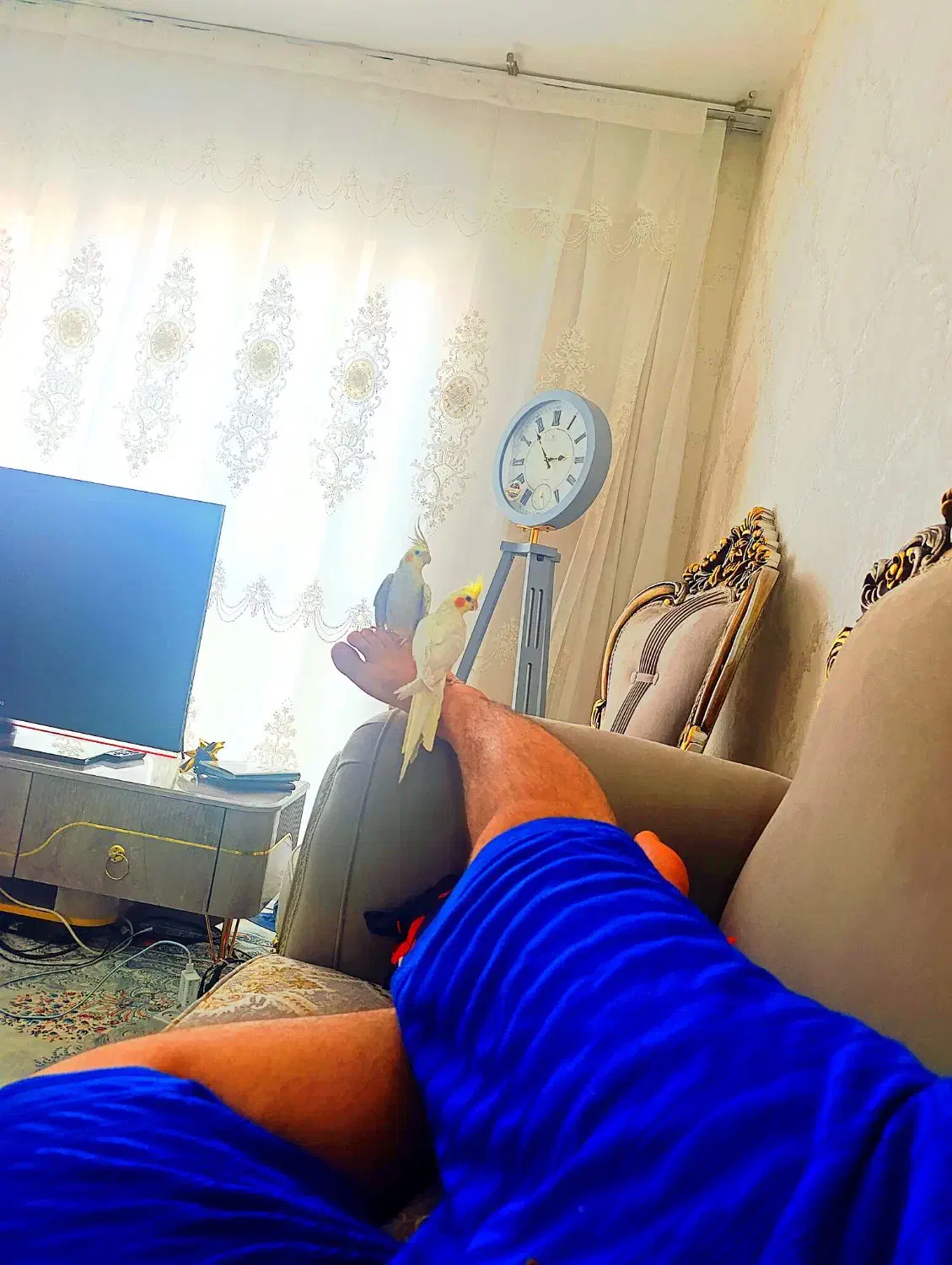 ....|پرنده|محمدشهر, شهرک پیام (مهرالبرز)|دیوار