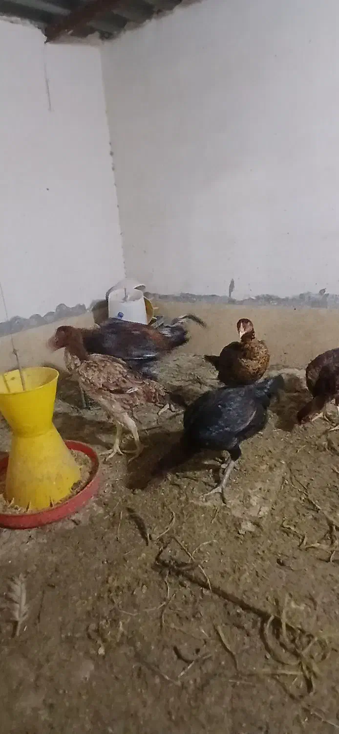 مرغ لاری|حیوانات مزرعه|قرچک, مهدیه|دیوار