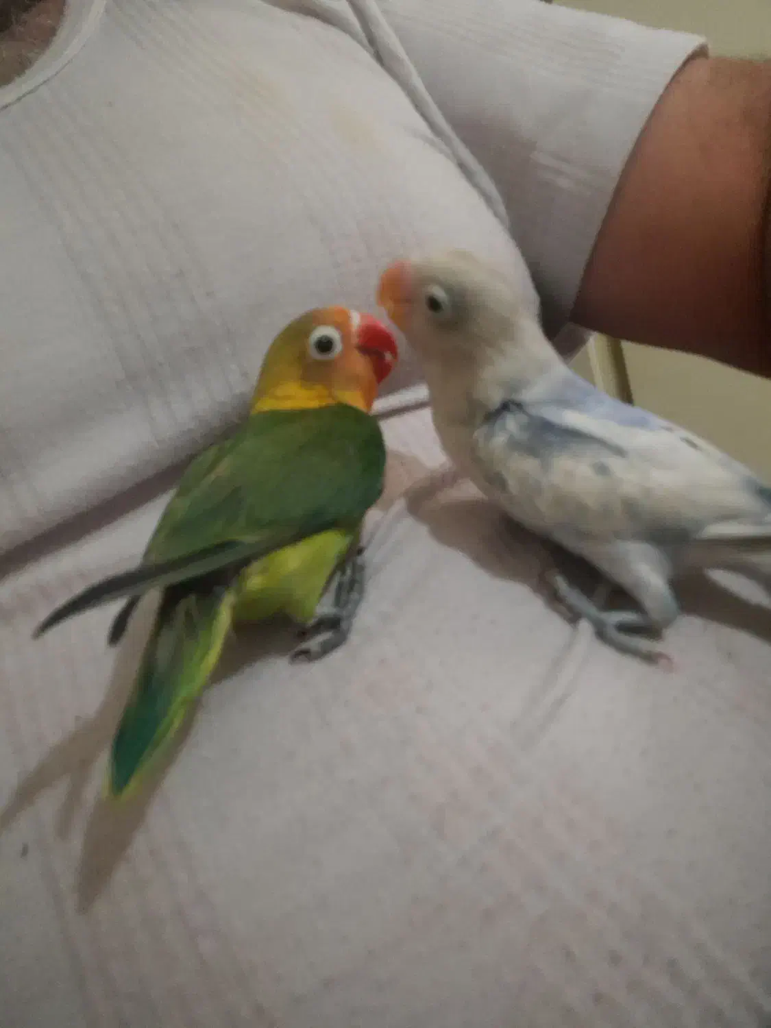 طوطی برزیلی نیمه دستی|پرنده|پاکدشت, پاکدشت (مامازند)|دیوار