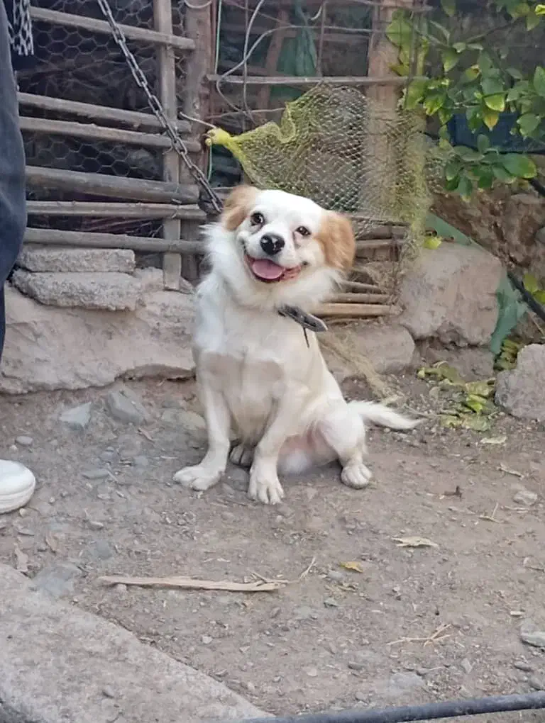 سگ پا کوتاه|سگ|جیرفت, |دیوار