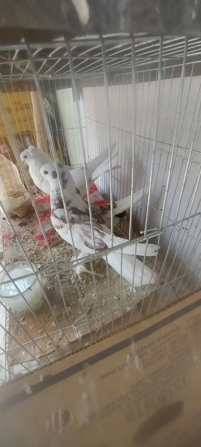 کبوتر|پرنده|خمینیشهر, |دیوار