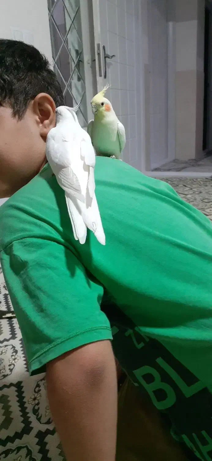 یک جفت عروس هلندی|پرنده|بانه, |دیوار