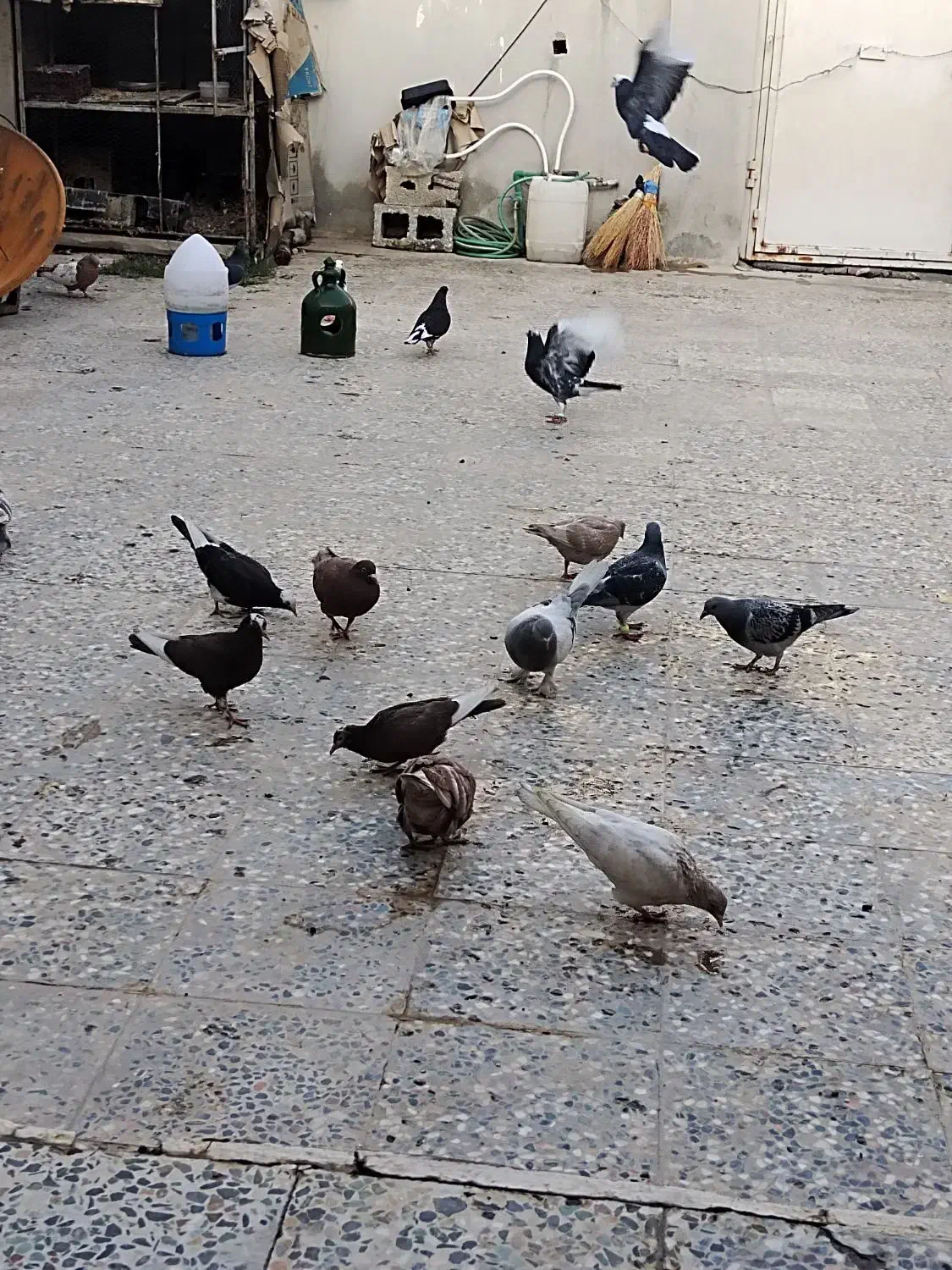 کبوتر|پرنده|بندر کنگان, |دیوار