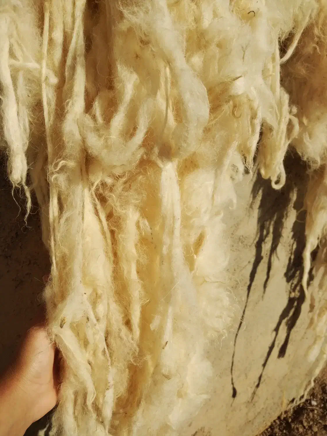 پشم|رختخواب، بالش، پتو|بجنورد, |دیوار