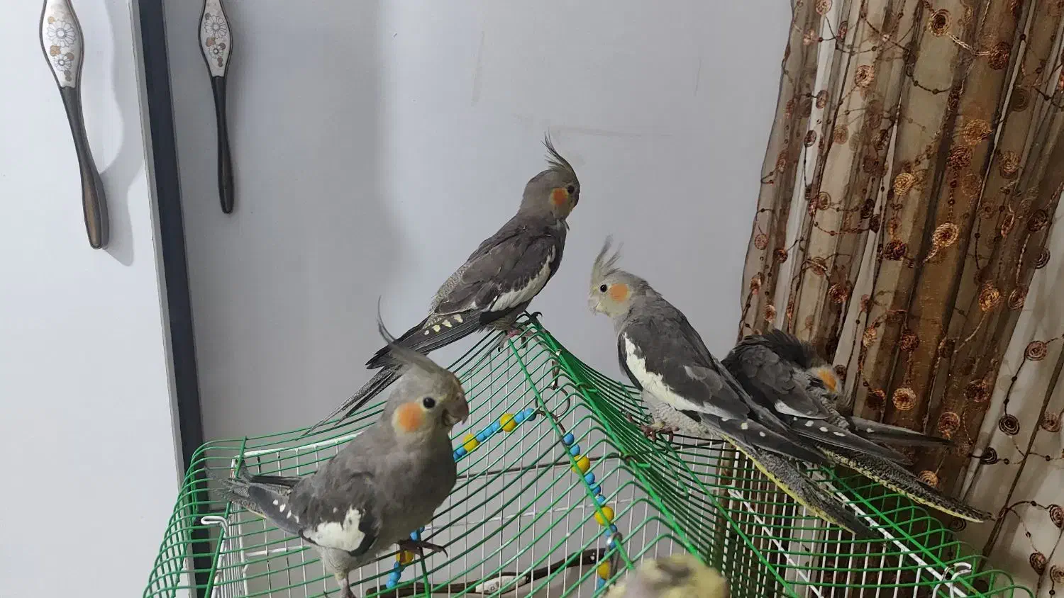 جوجه عروس هلندی|پرنده|رشت, کوی مهر|دیوار