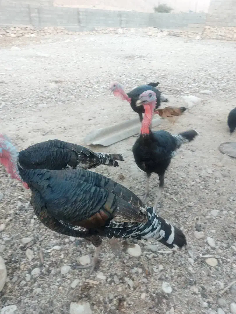 بوقلمون|حیوانات مزرعه|شنبه و طسوج, |دیوار