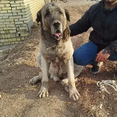 پژدر سگ|سگ|کوهین, |دیوار