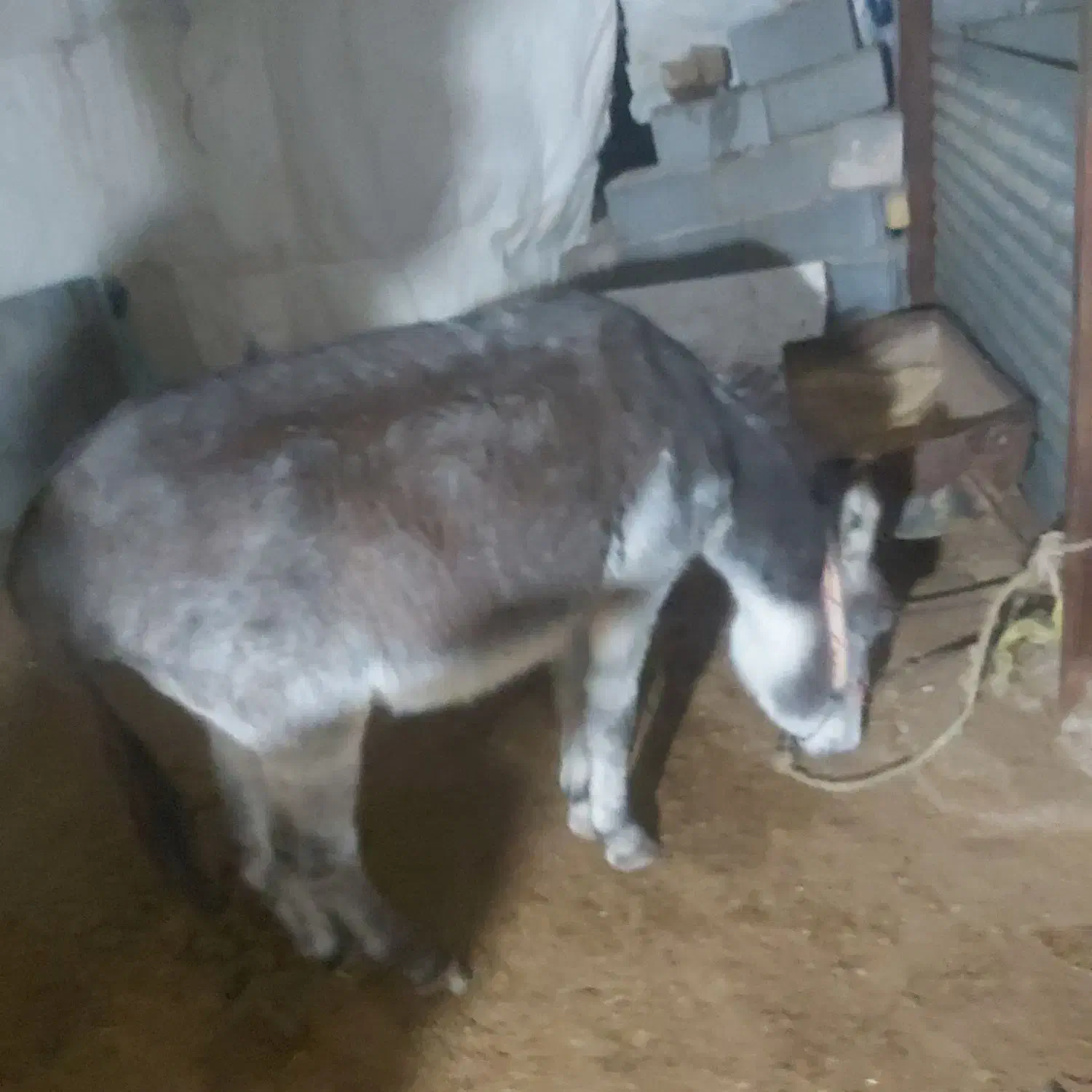 خرنر|حیوانات مزرعه|گرمخان, |دیوار