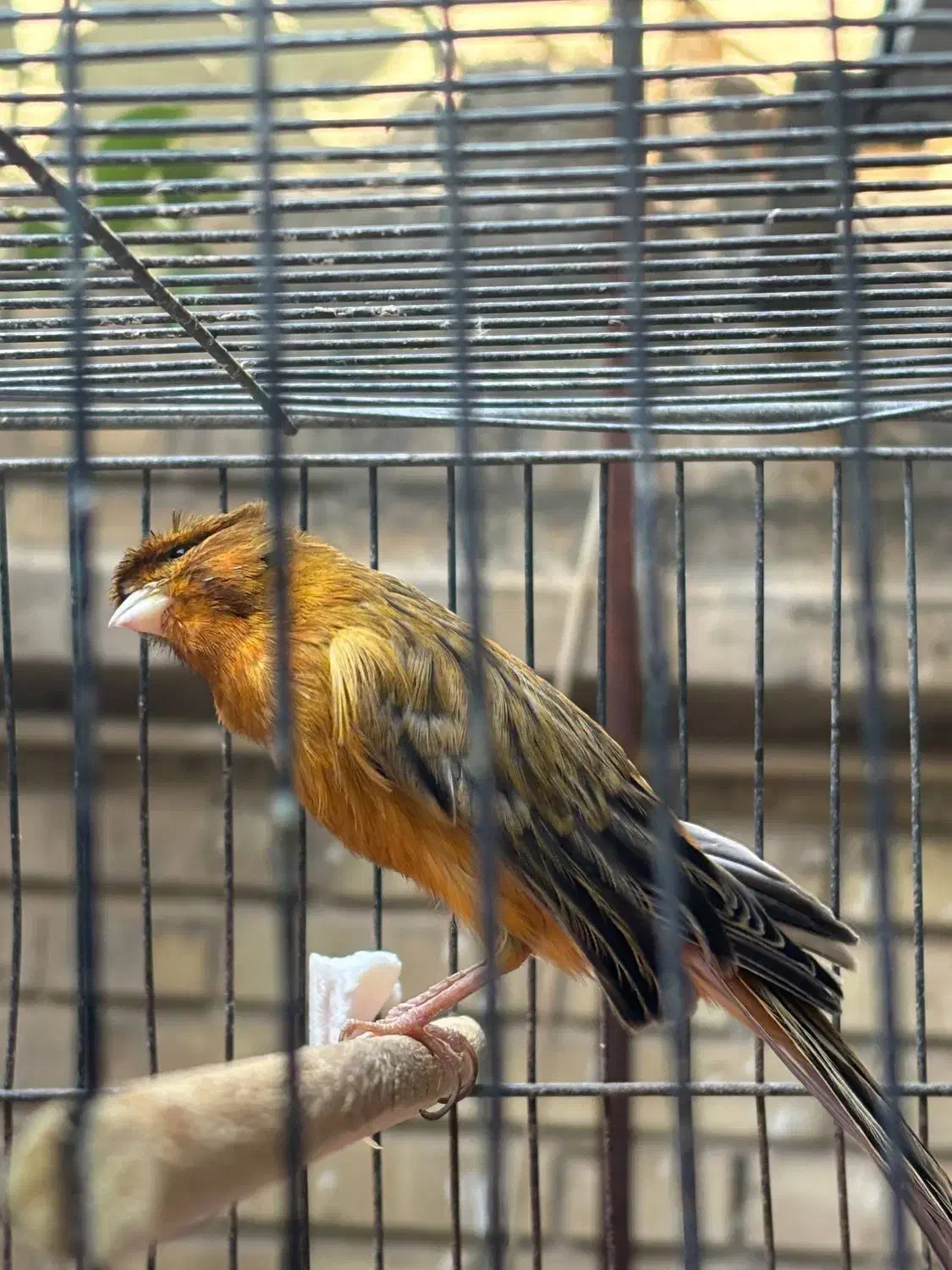 قناری سرخ|پرنده|شیراز, لاله|دیوار