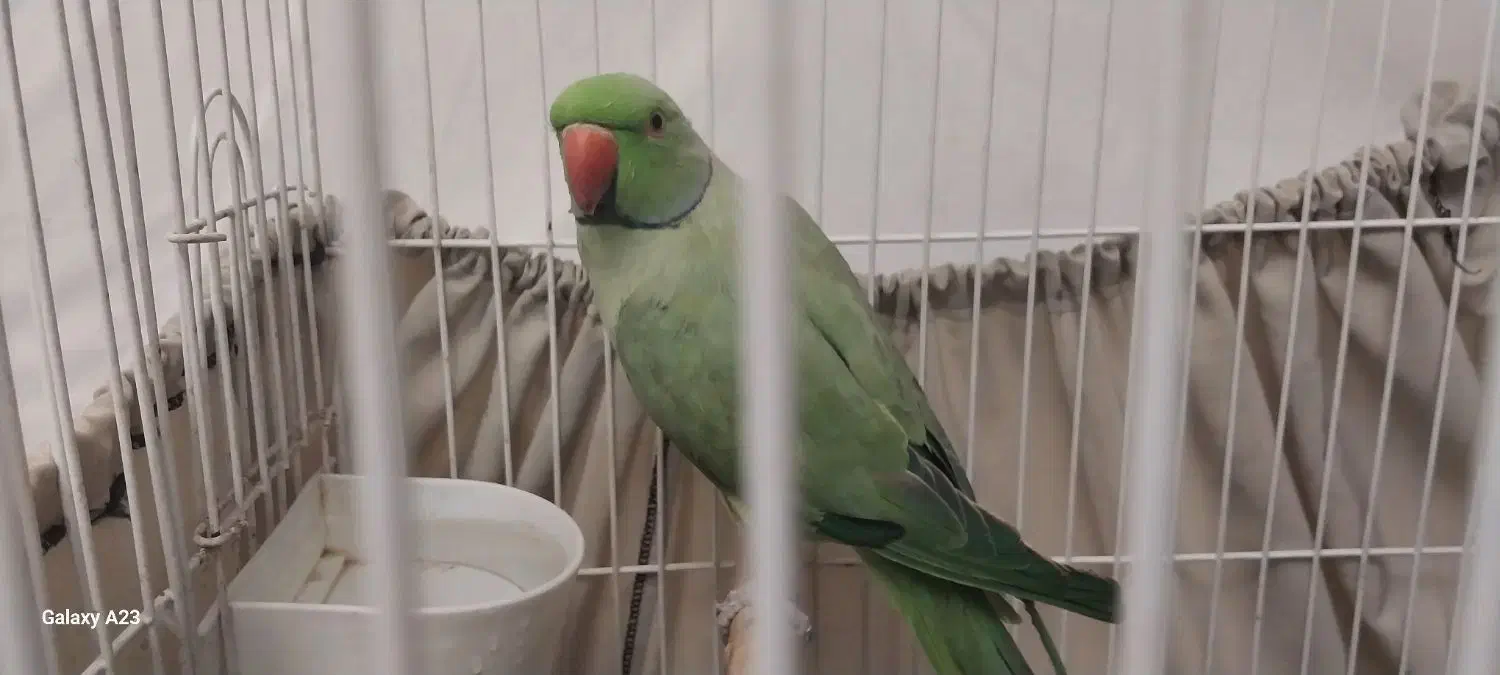 فروش طوطی ملنگو نر|پرنده|گرگان, |دیوار