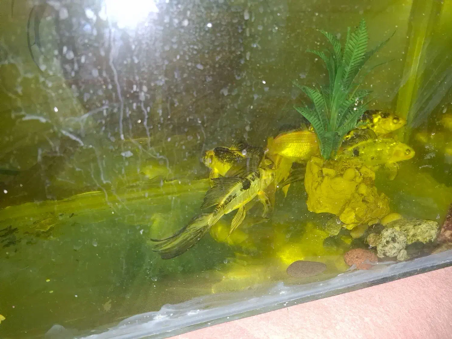 ماهی کوی|ماهی|یزد, |دیوار