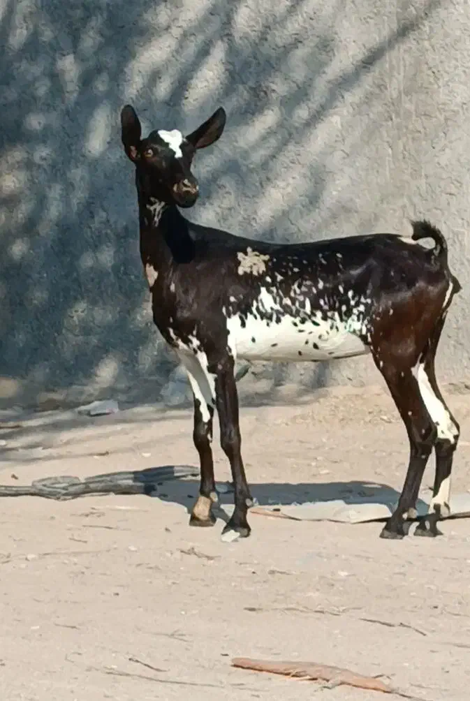 بز صلاله آبستن|حیوانات مزرعه|بندرعباس, |دیوار