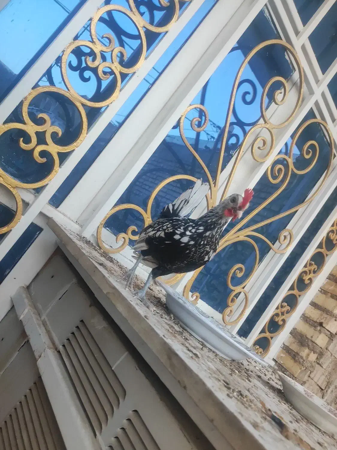 خروس زینتی سیبرایت|حیوانات مزرعه|اهواز, کمپلو شمالی|دیوار