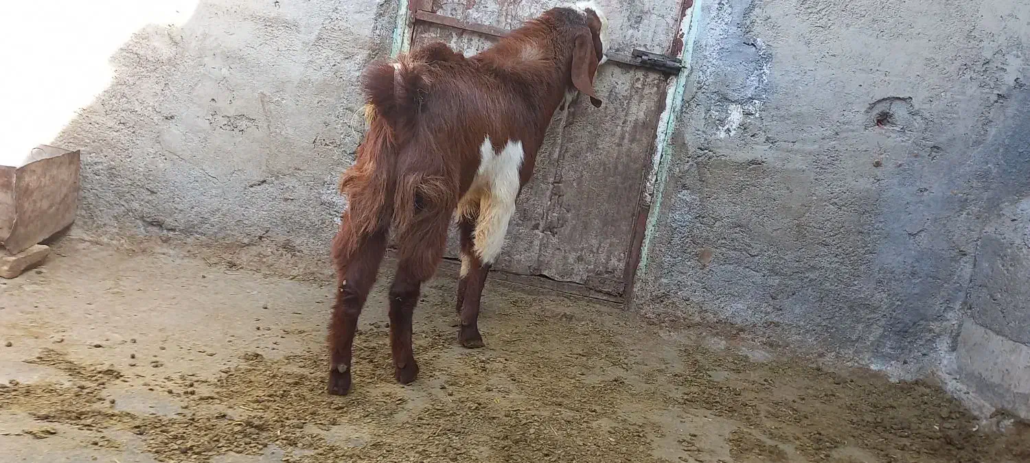 بز نر|حیوانات مزرعه|خنداب, |دیوار