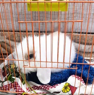 خرگوش لووپ|موش و خرگوش|بندر امام خمینی, |دیوار