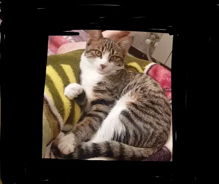 واگذاری فوری  رایگان بچه گربه نر7ماهه DSH موکوتاه.|گربه|رشت, استقامت ۱|دیوار