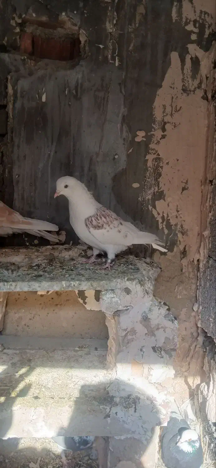 حبش زرد و دااچیل|پرنده|ارومیه, |دیوار