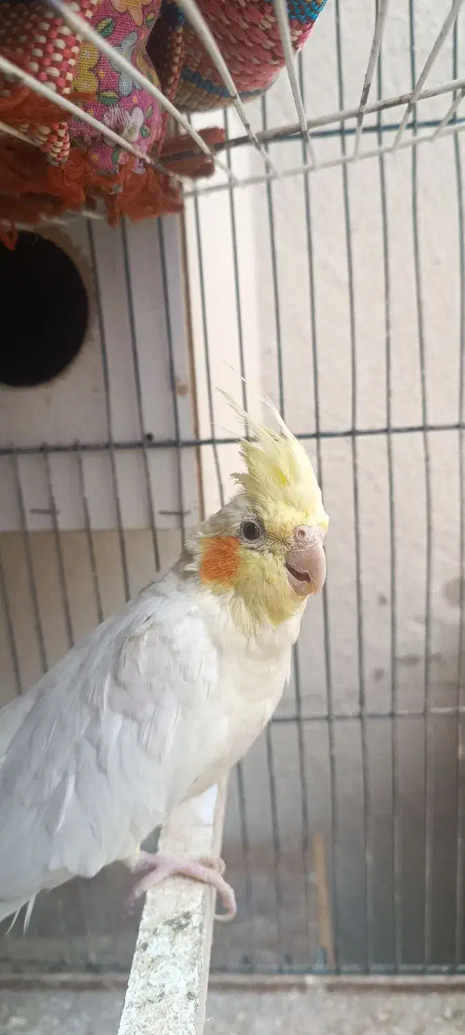 عروس هلندی|پرنده|پرند, فاز ۴|دیوار