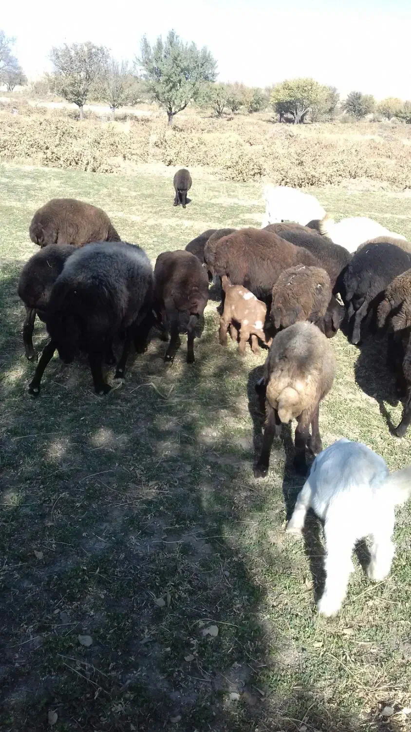 فروش بره نر افشار جنس خوب وبز اسرائیلی|حیوانات مزرعه|قیدار, |دیوار