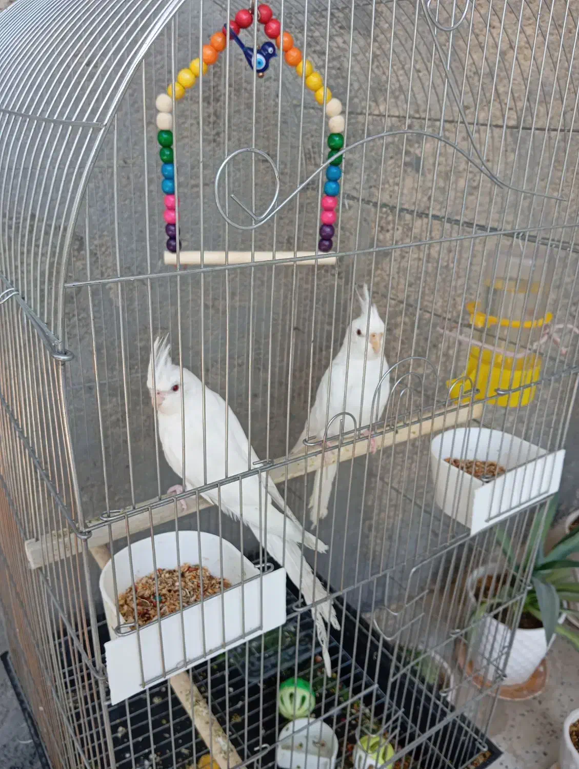 اروس هلندی سفید|پرنده|خورموج, |دیوار