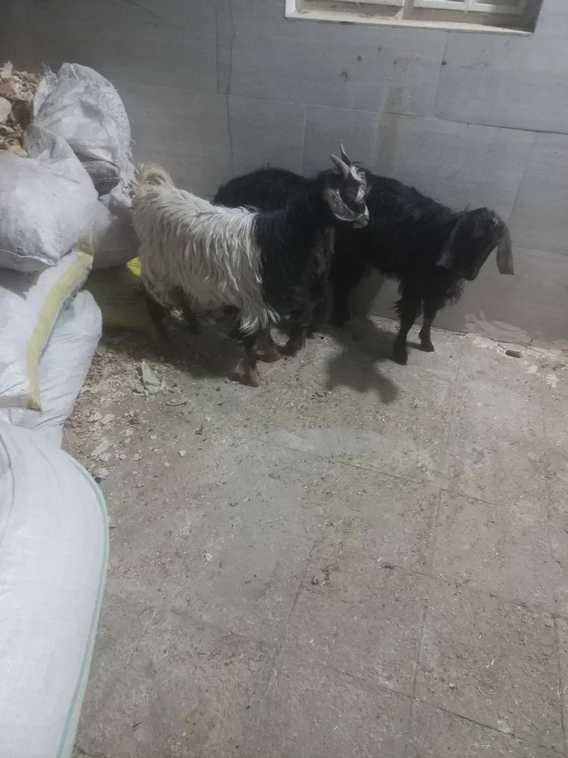 بزغاله خرج خور بزرگ|حیوانات مزرعه|قم, شاه ابراهیم|دیوار