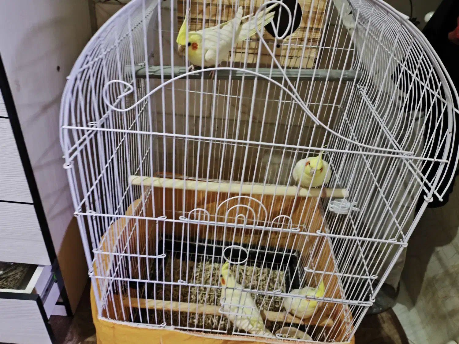 عروس هلندی|پرنده|پیشوا, |دیوار