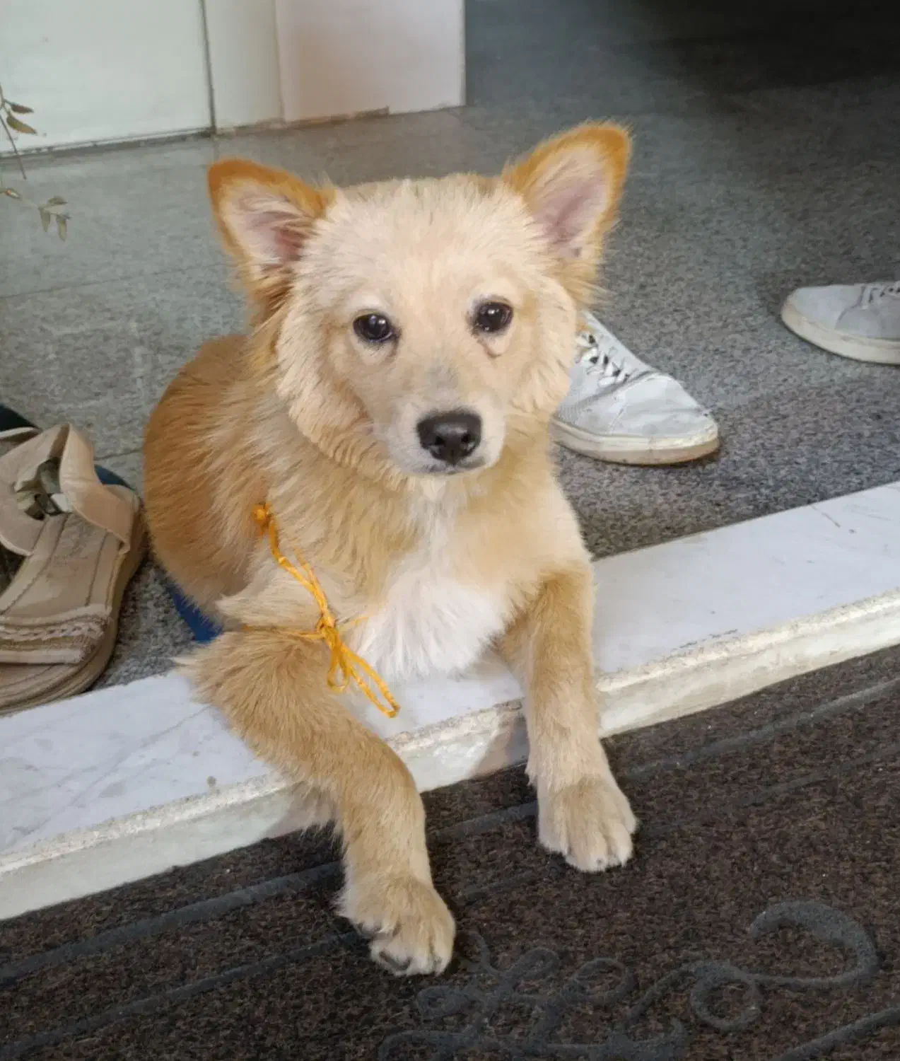 گمشده|حیوانات|کرج, کمال‌شهر|دیوار