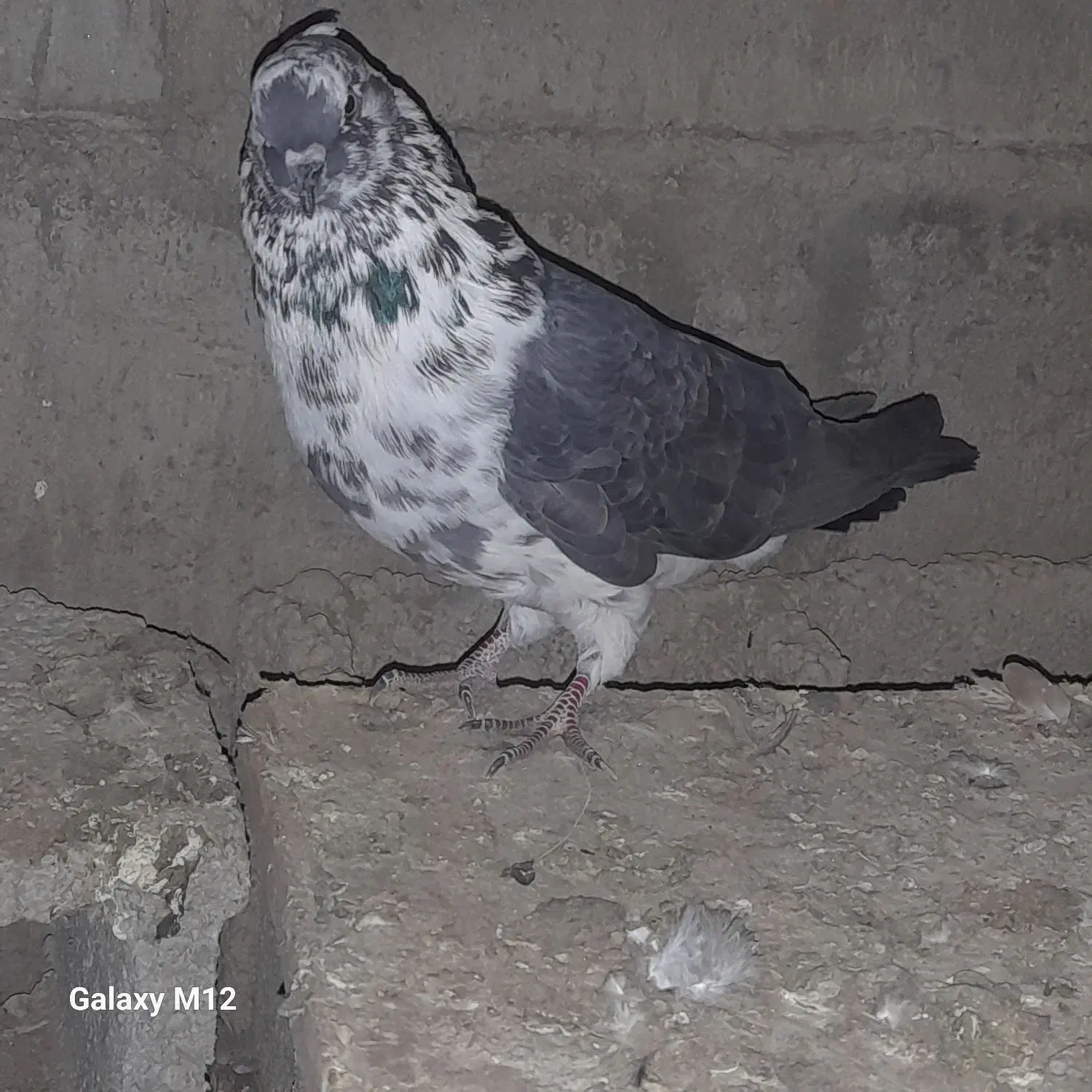 فروشی|پرنده|مشگین شهر, |دیوار