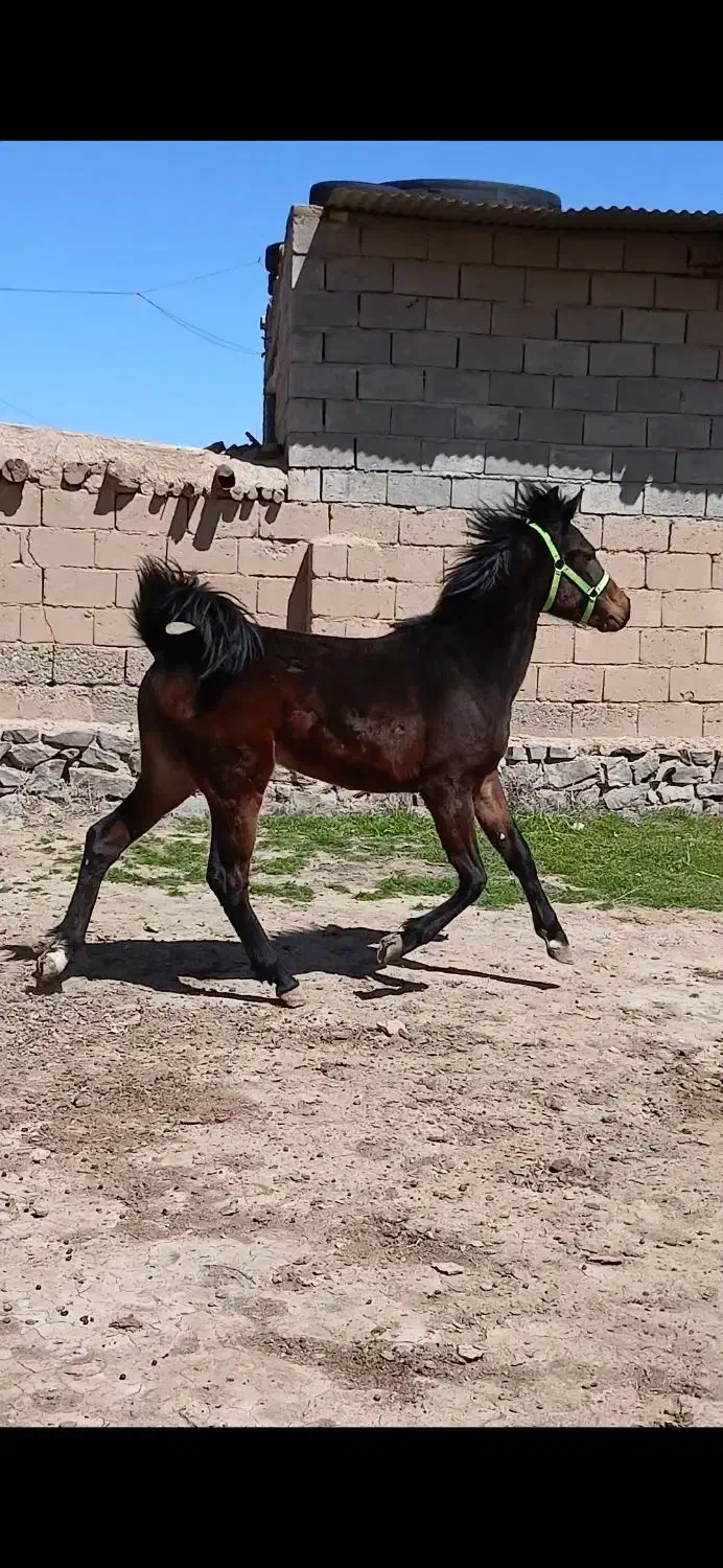 اسب|اسب و تجهیزات اسب‌سواری|فیروزآباد (آذربایجان), |دیوار