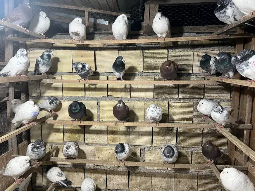 کبوتر|پرنده|رشت, لاکان|دیوار