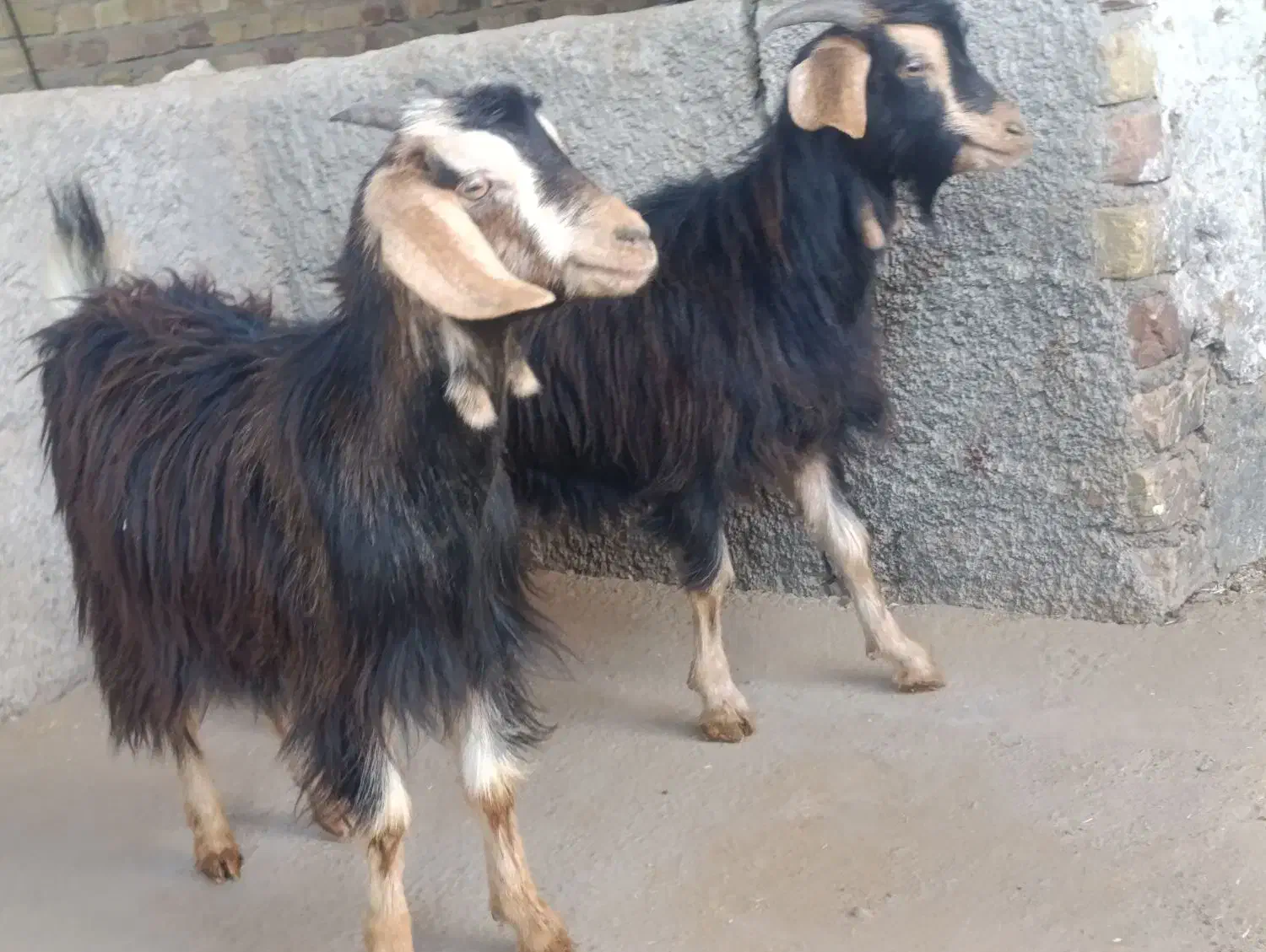 10راس بزغاله جهت نگهداری و قربانی|حیوانات مزرعه|کرج, حصارک پایین|دیوار