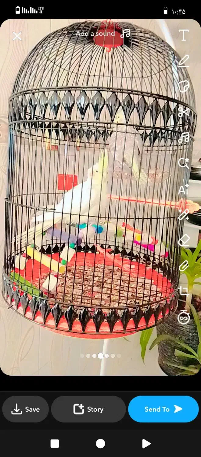 عروس هلندی|پرنده|تربت جام, معدآباد|دیوار