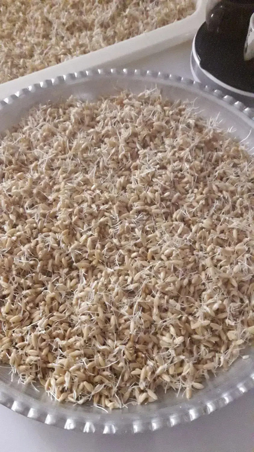 پودر جوانه گندم|خوردنی و آشامیدنی|کرج, حصارک پایین|دیوار