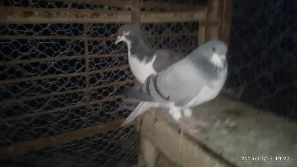 یک جفت کبوتر شهری سبز|پرنده|طسوج, |دیوار