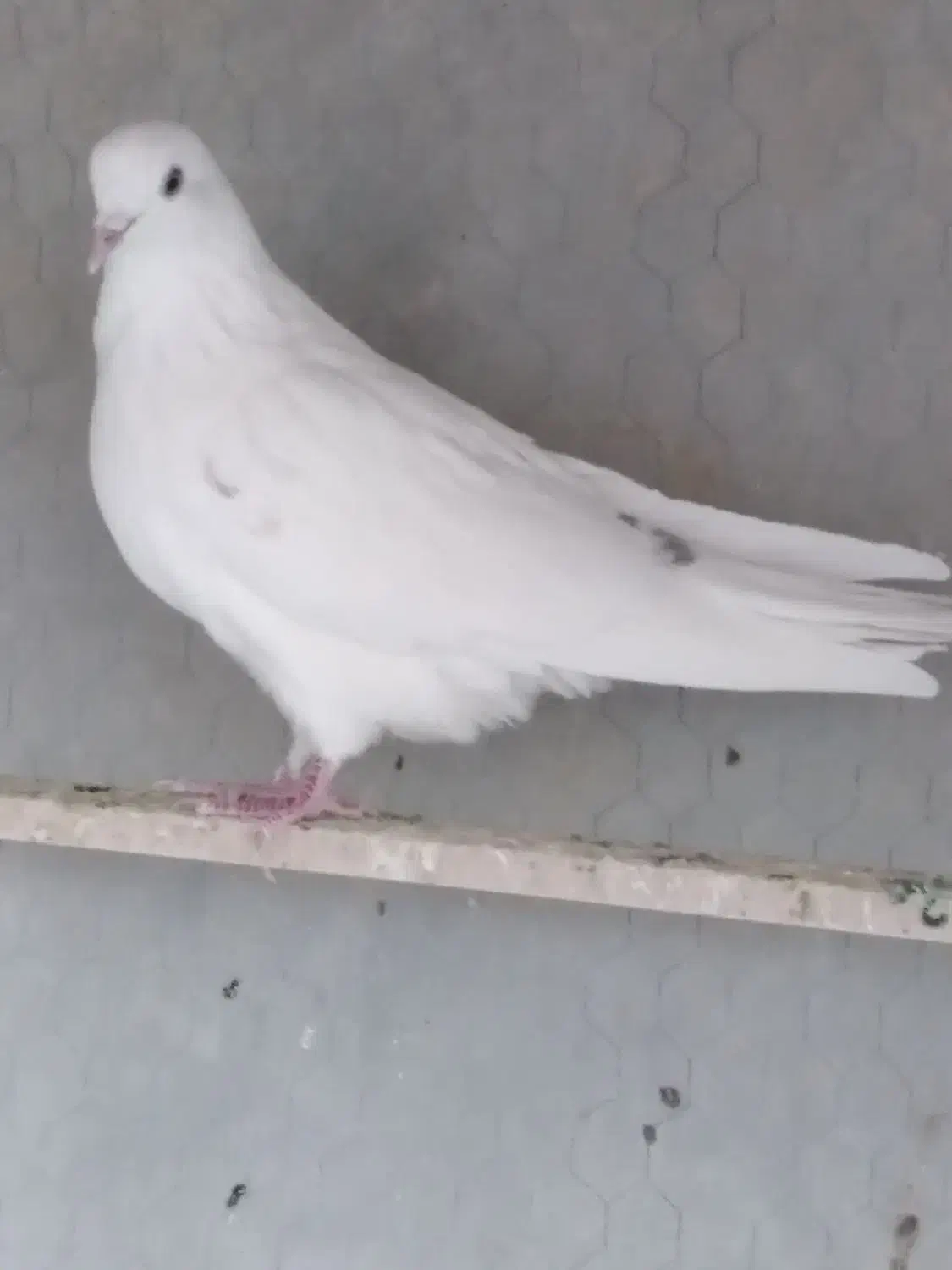 ماده پرشی ساعتی|پرنده|مهریز, |دیوار