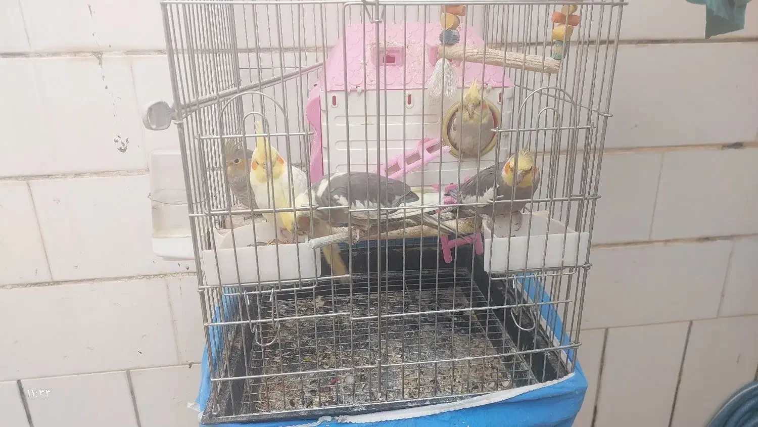 طوطی عروس مولد|پرنده|بهبهان, |دیوار