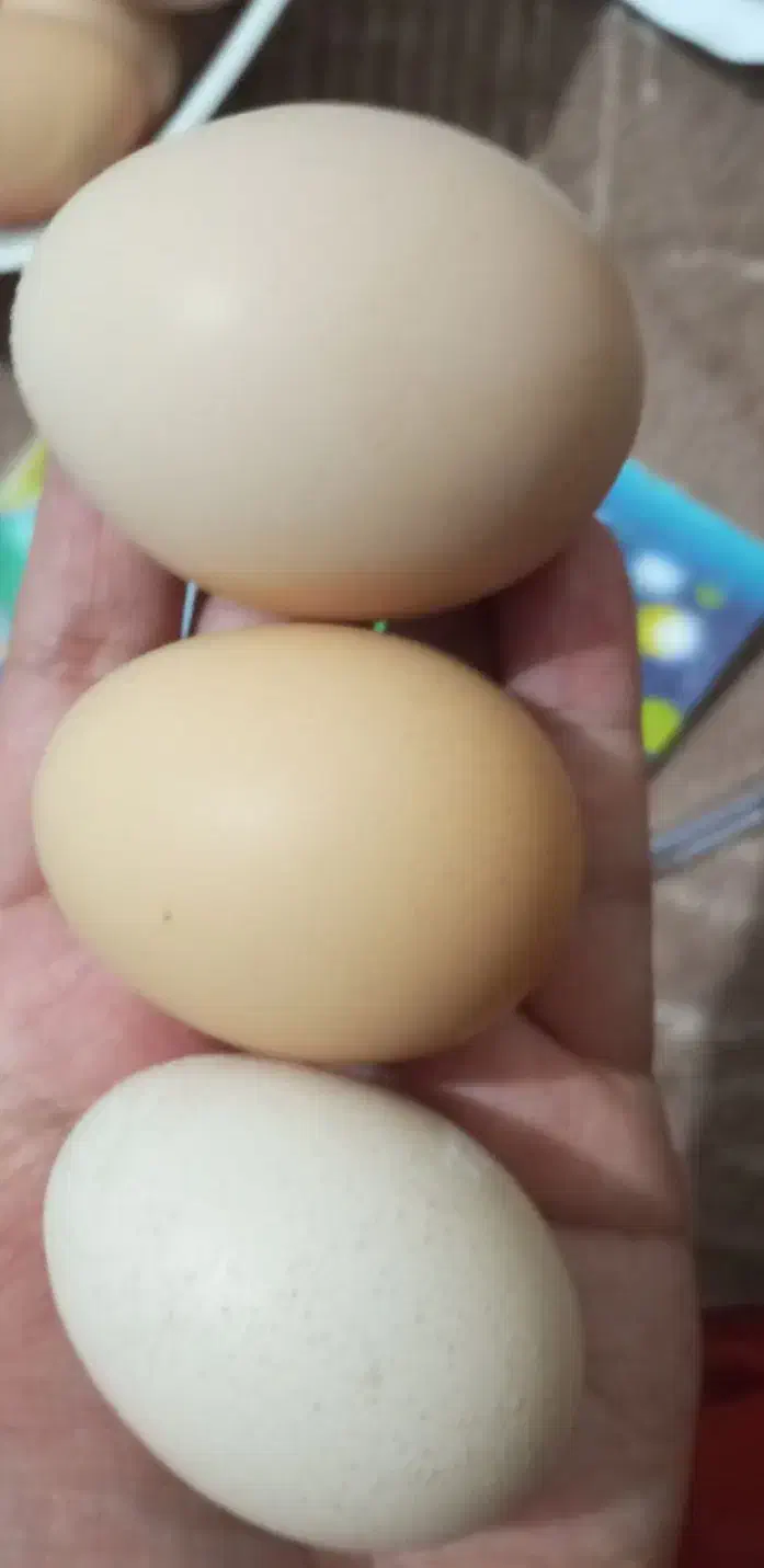 تخم مرغ محلی اصل درشت وتازه|خوردنی و آشامیدنی|قم, شهرک امام حسین|دیوار