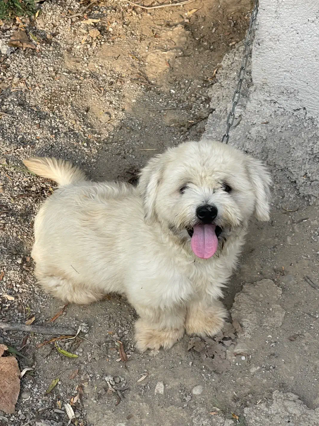 مالتیز کراس(شیتزو تریر) سفید|سگ|لاهیجان, بازکیاگوراب|دیوار