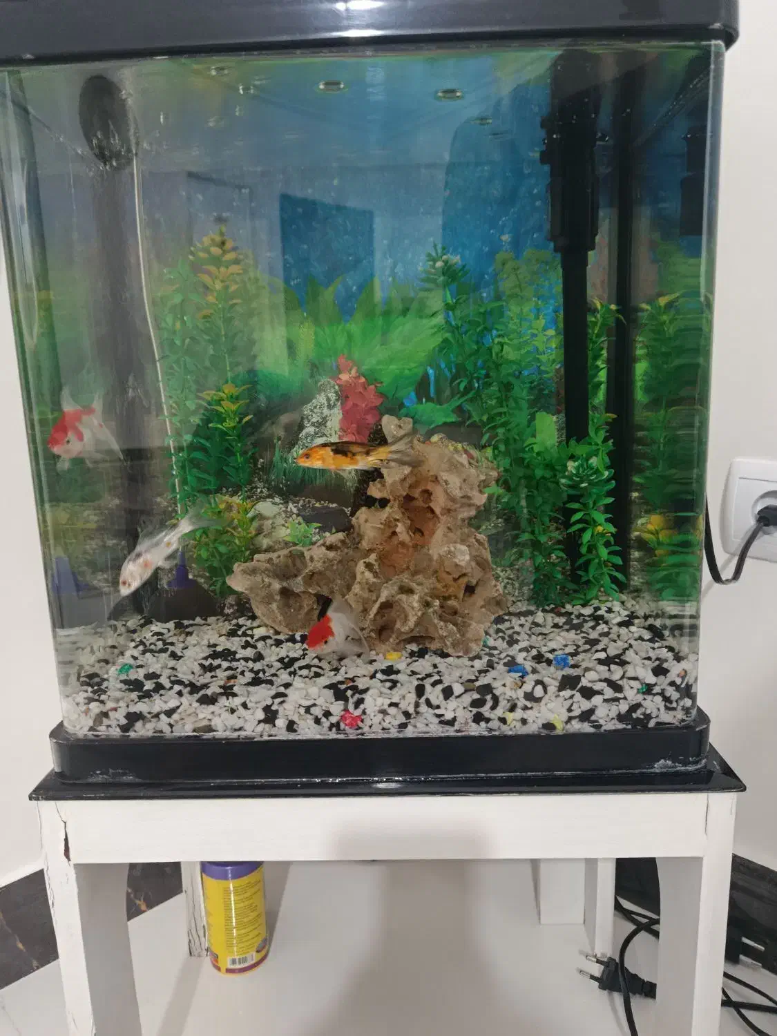 اکواریوم|ماهی|اراک, |دیوار