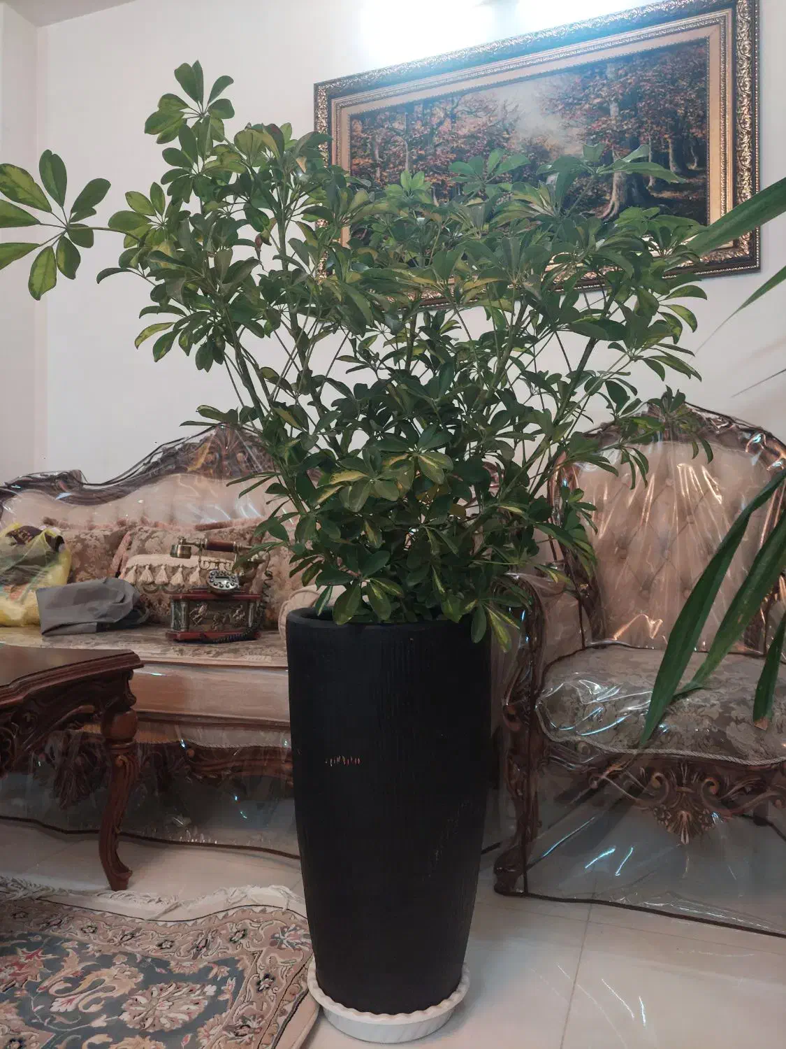 گل شفلرا|گل و گیاه طبیعی|مشهد, امیر|دیوار