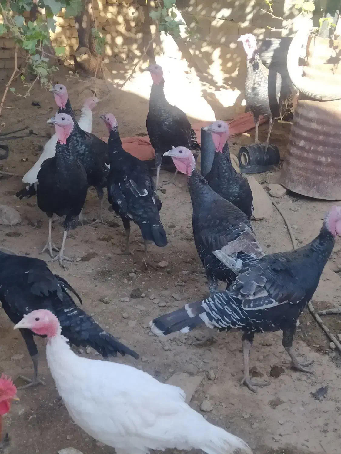 بوقلمون|حیوانات مزرعه|ششده و قره بلاغ, |دیوار