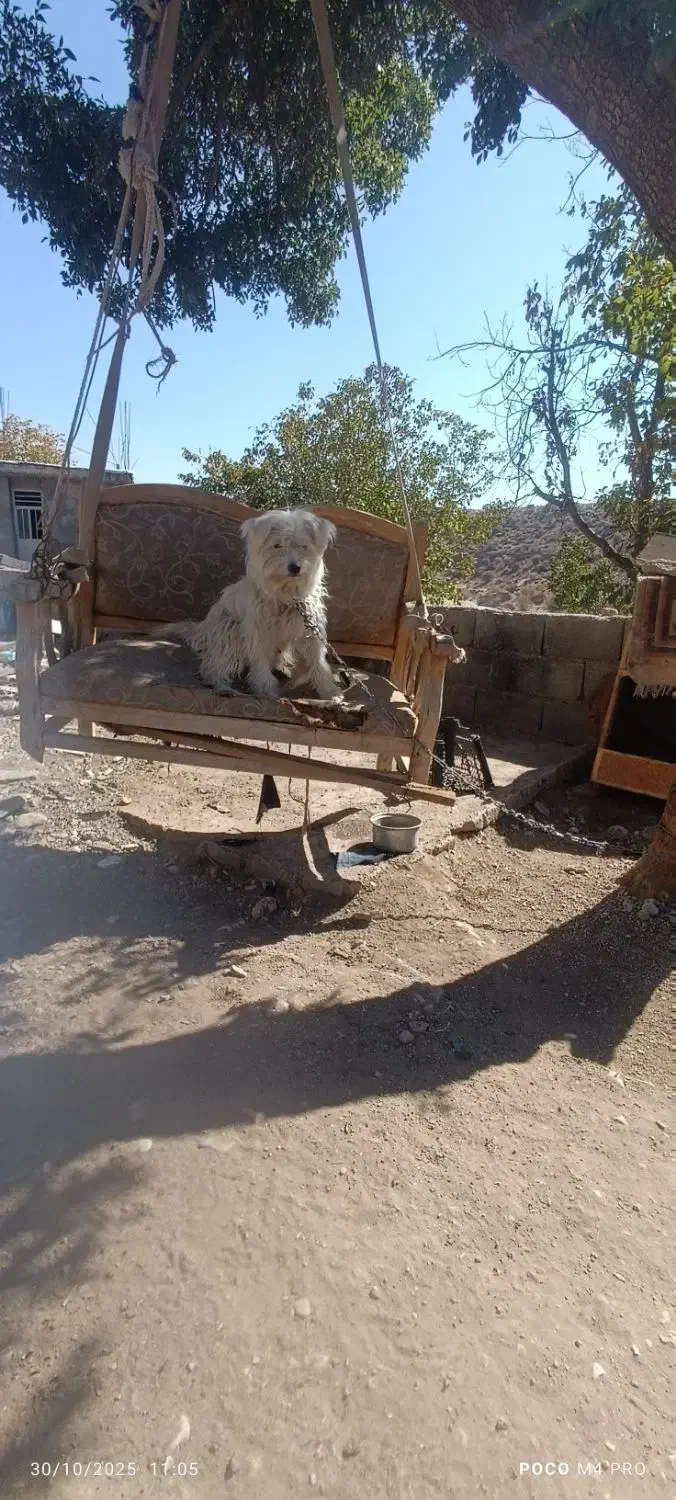 سگه پاکوتاه گم شده|حیوانات|یاسوج, |دیوار