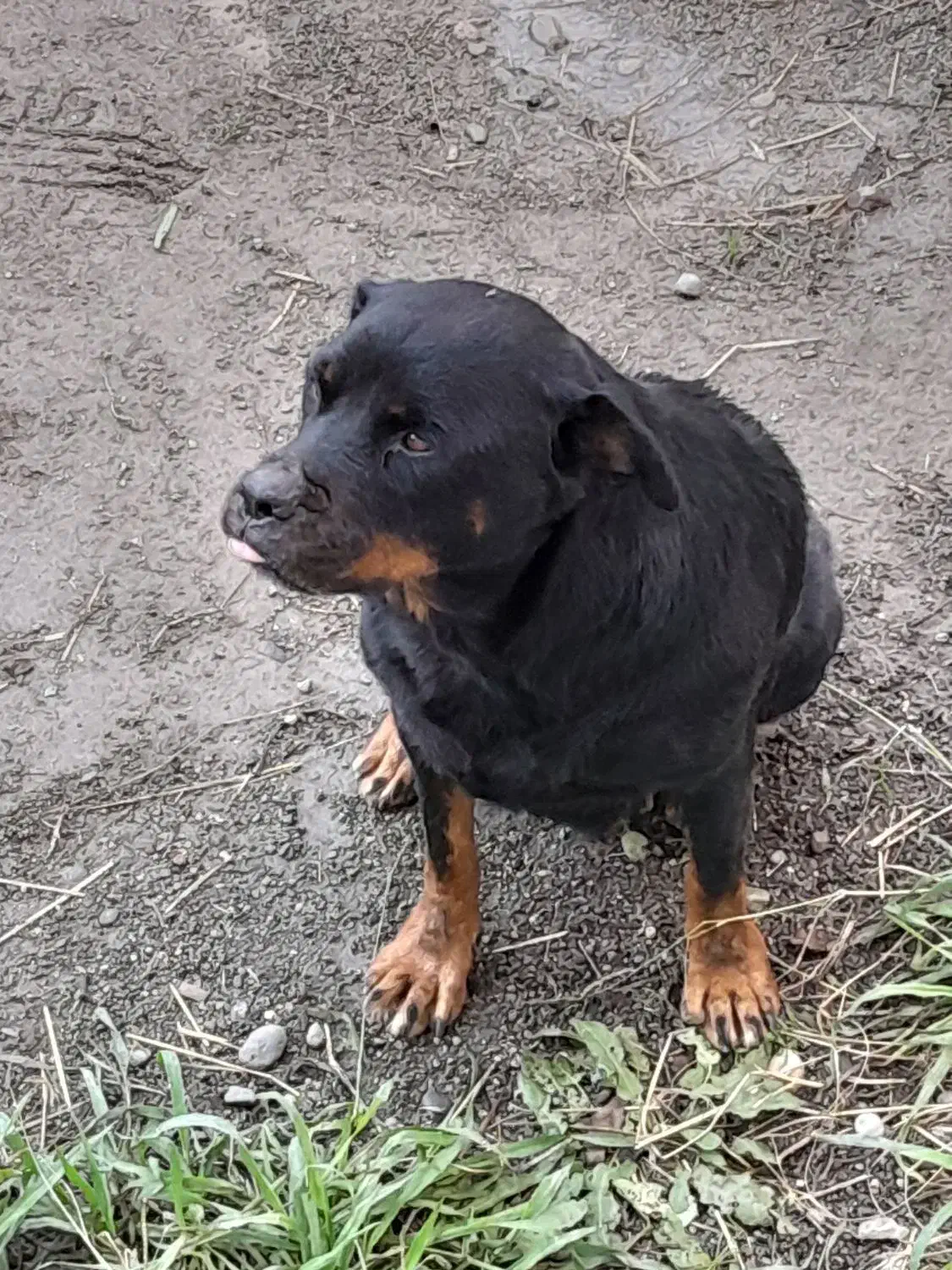 رودفایلر ماده|سگ|رودسر, |دیوار