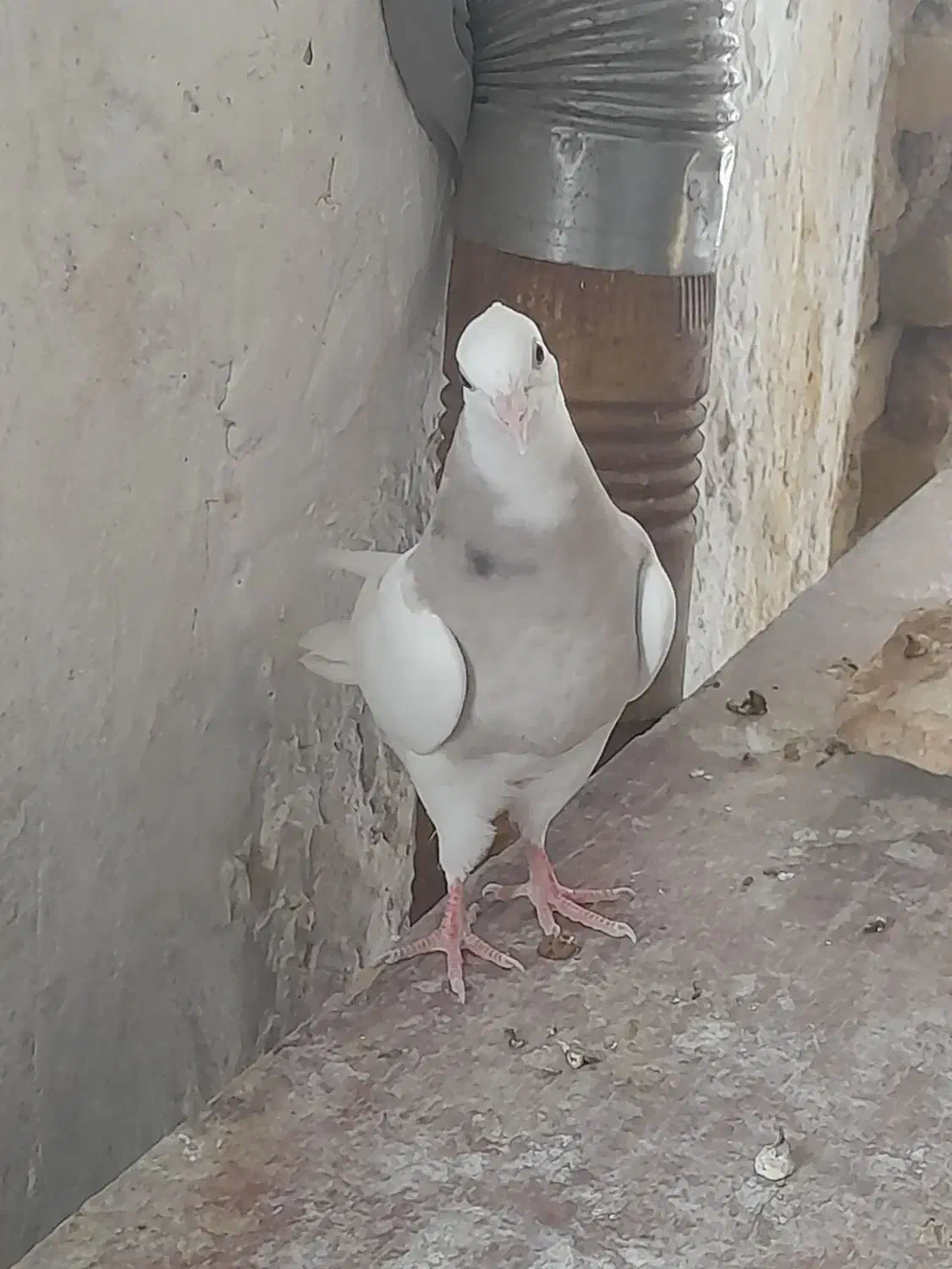 طوقی جوانه نرو ماده|پرنده|قروه, |دیوار