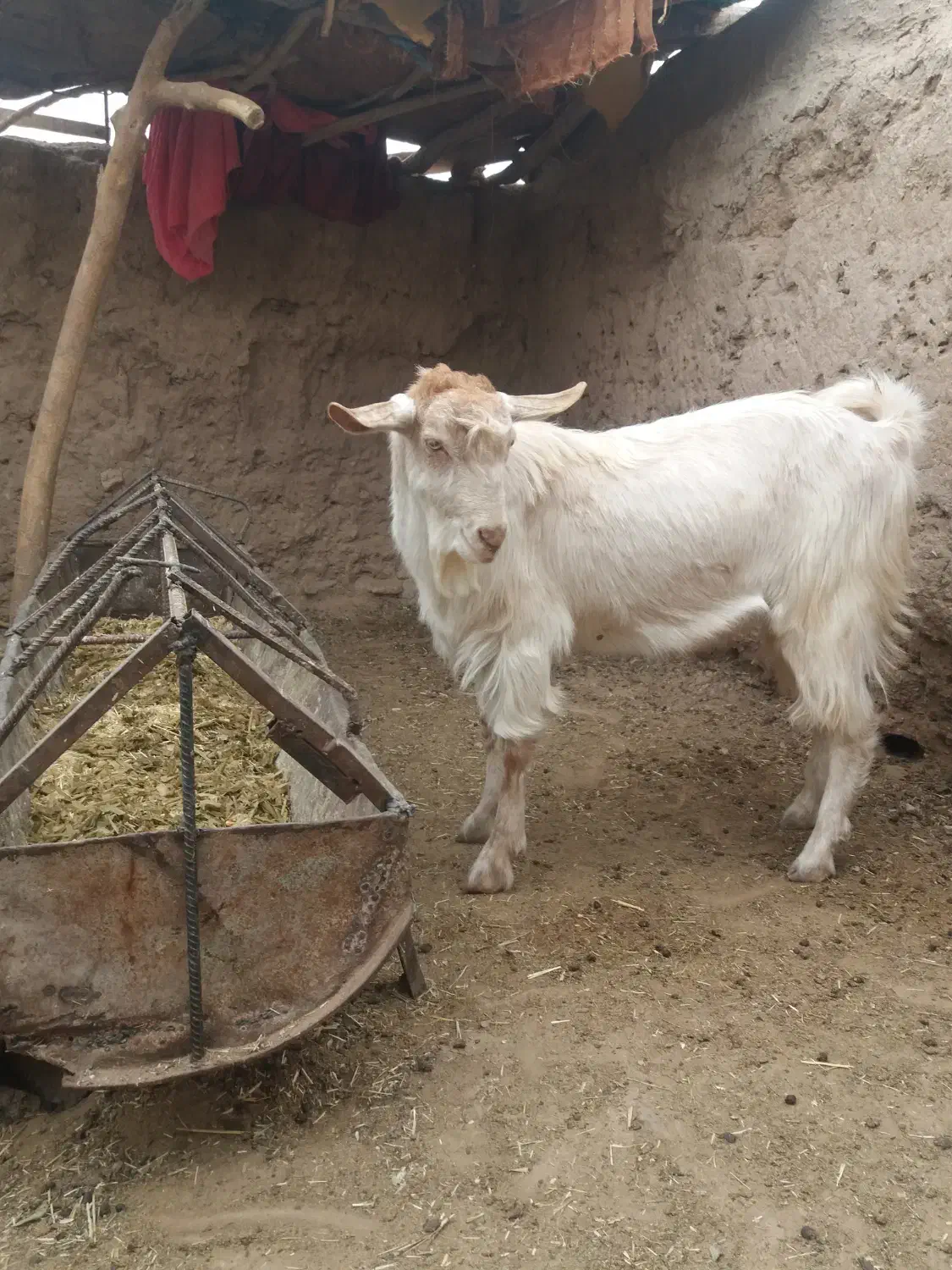 فروش یک راس بزغاله نرسانن|حیوانات مزرعه|زیرکوه, |دیوار